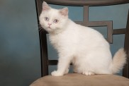 A Short-haired Minuet cat (as known as the Napoleon)