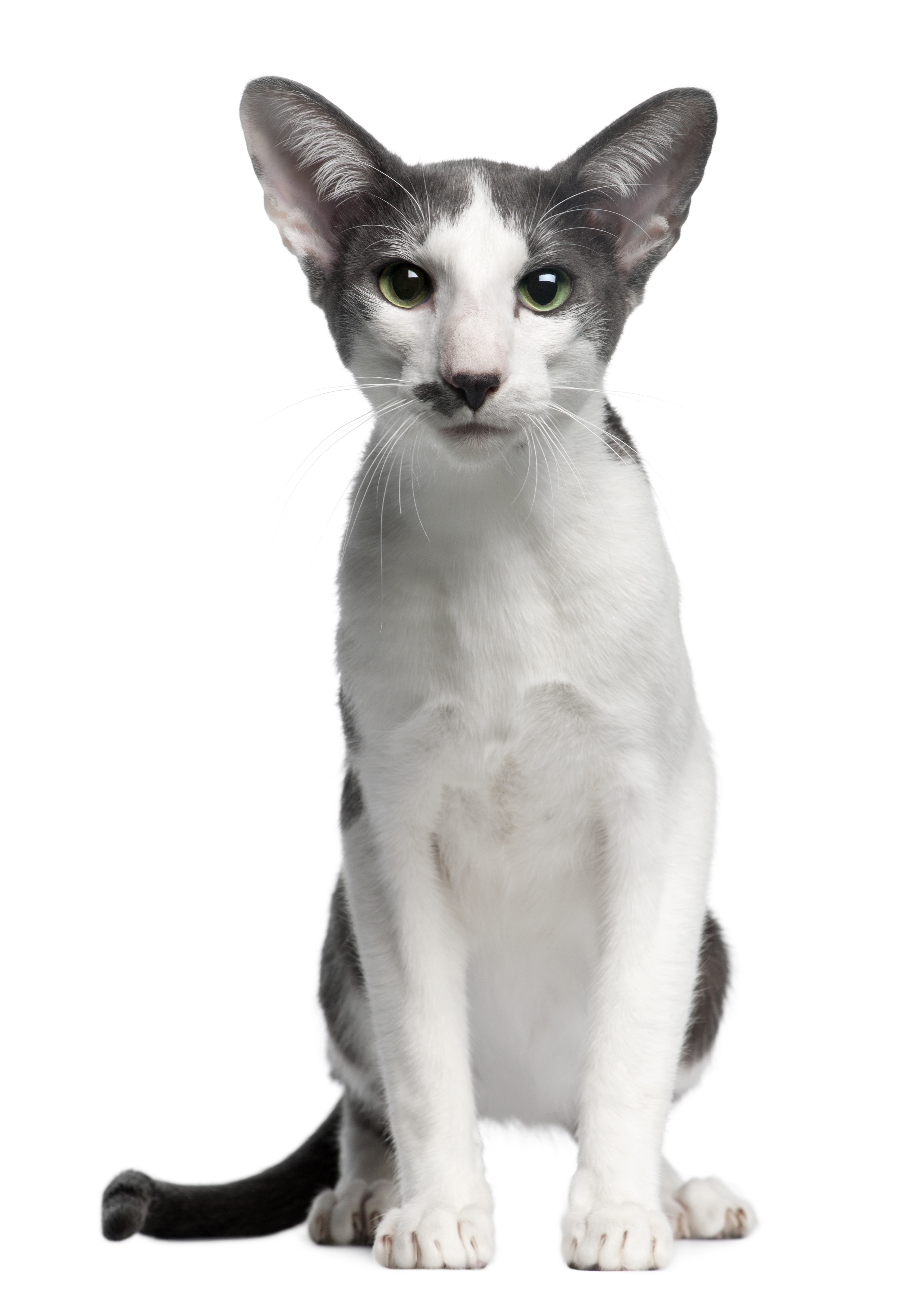 Oriental bicolor cat, 1 year old, sitting in front of white background