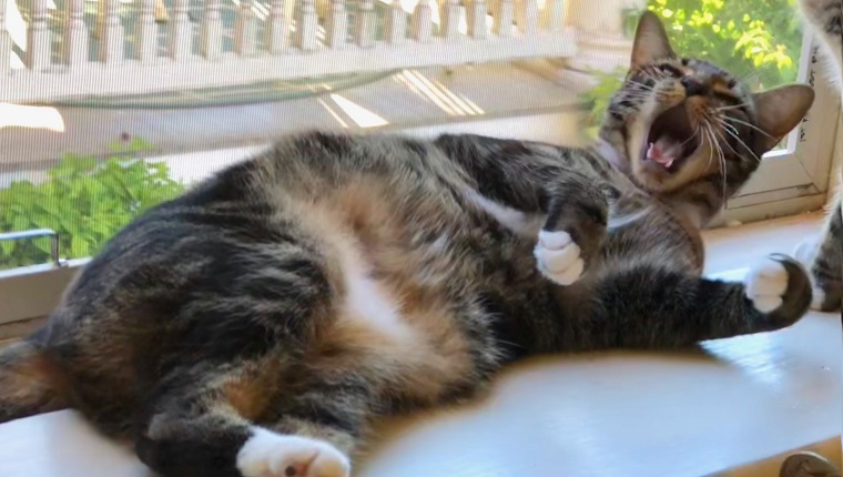 Yawning African Tabby cat/ sokoke cat who looks like she's having a temper tantrum on the window sill.