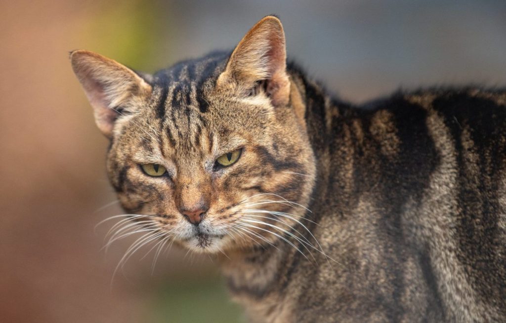 A glaring Sokoke cat outdoors, showcasing its bark-like coat.