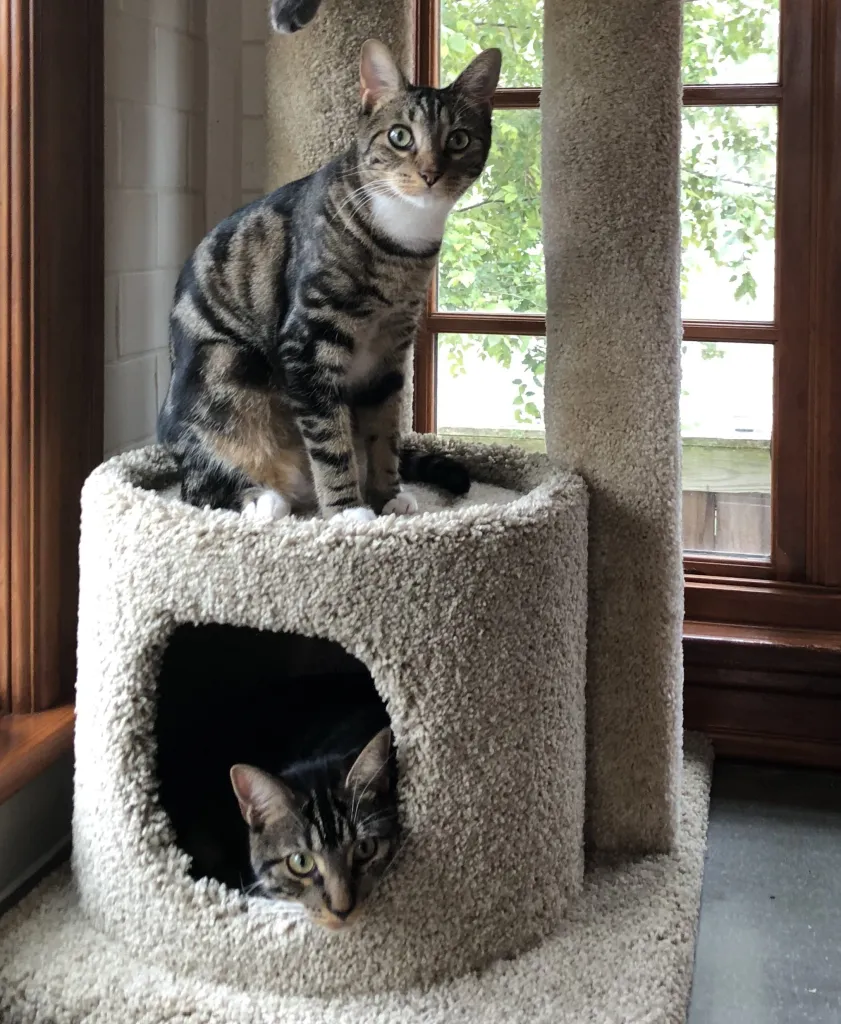 Two Sokoke cats playing in a cat tree and looking at the camera. 