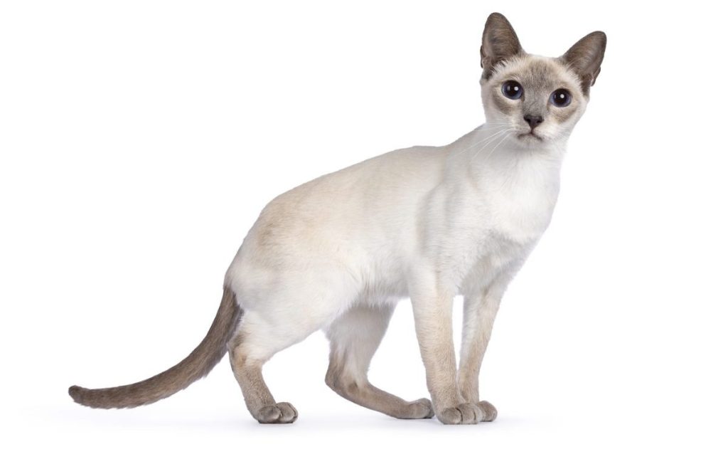 Young adult lilac Thai cat standing side ways, looking towards camera with dark blue eyes. Isolated on a white background.