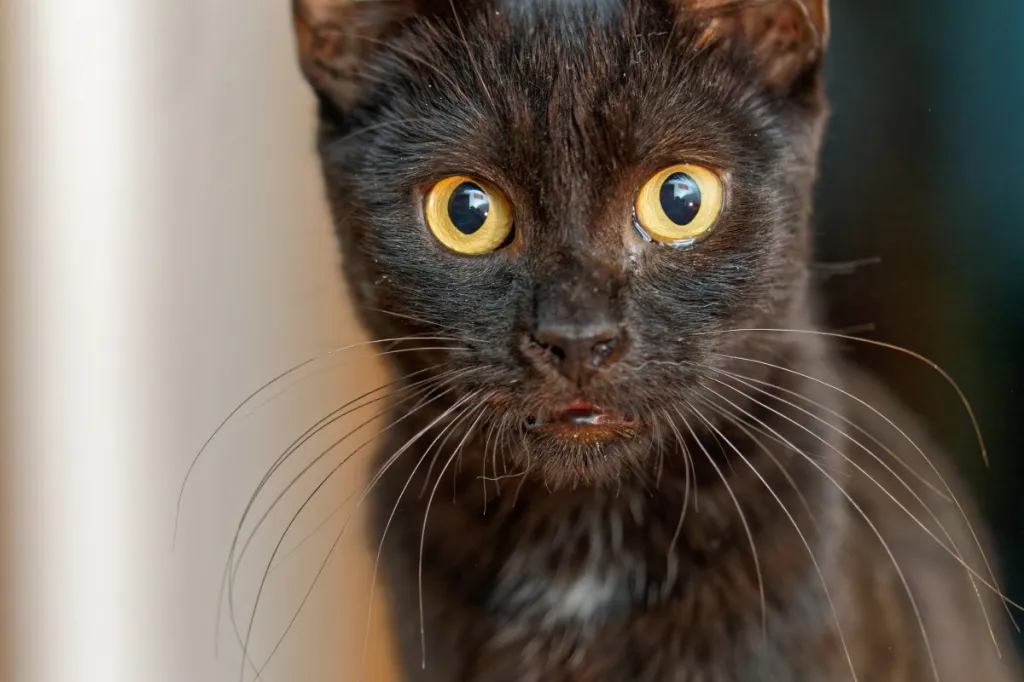 A close-up of a York Chocolate cat with watery eyes.