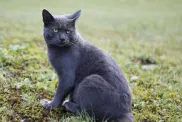 A Raas cat outdoors.
