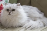 Tiffany or Chantilly Cat