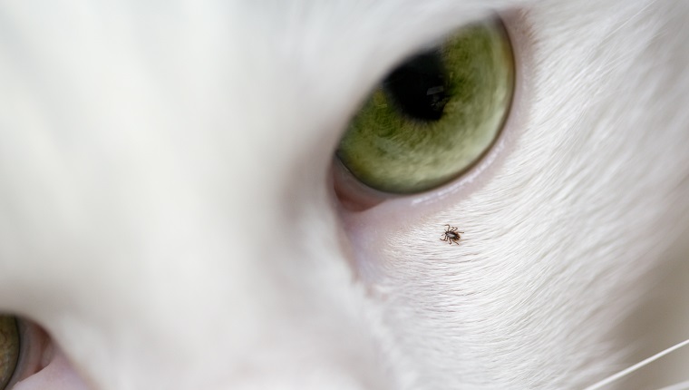 Macro of tick on cat's face, near eye