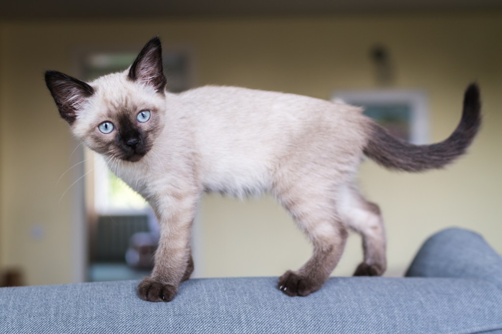 Small Thai Cat kitten perched on the back of a couch.