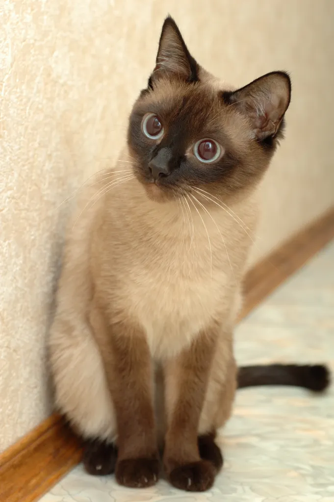 Adorable Thai cat with blue eyes.
