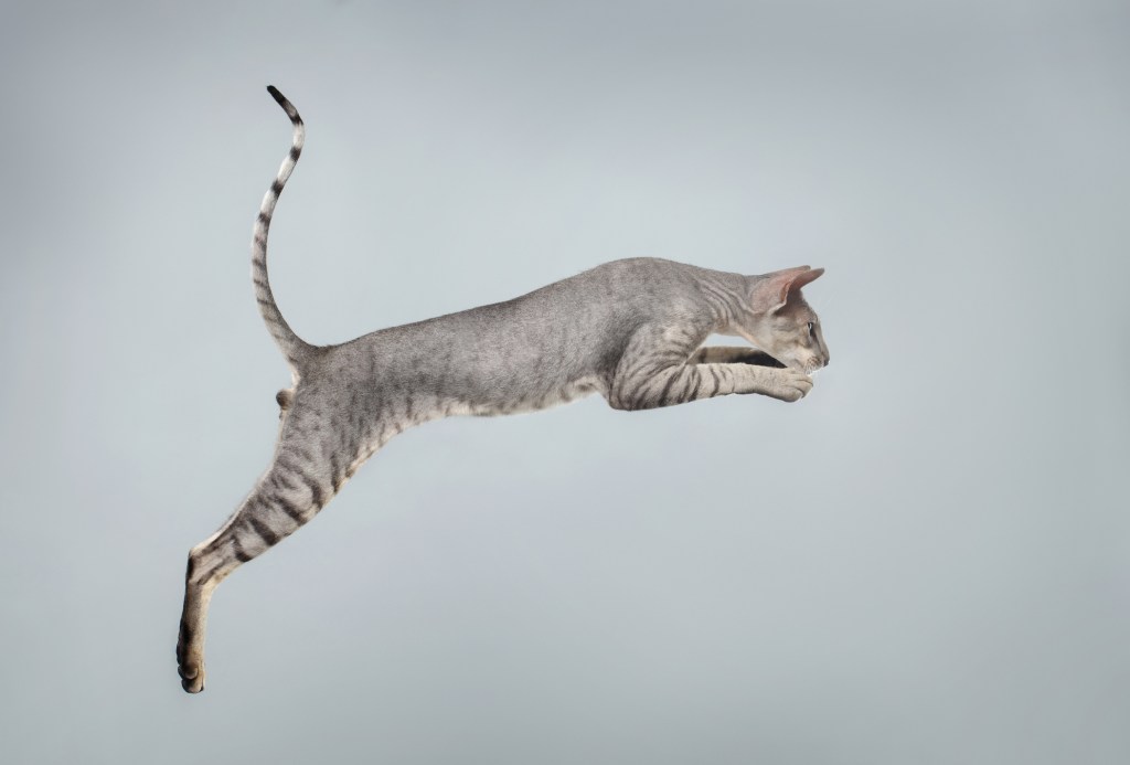 A leaping Peterbald with a gray tabby coat. 