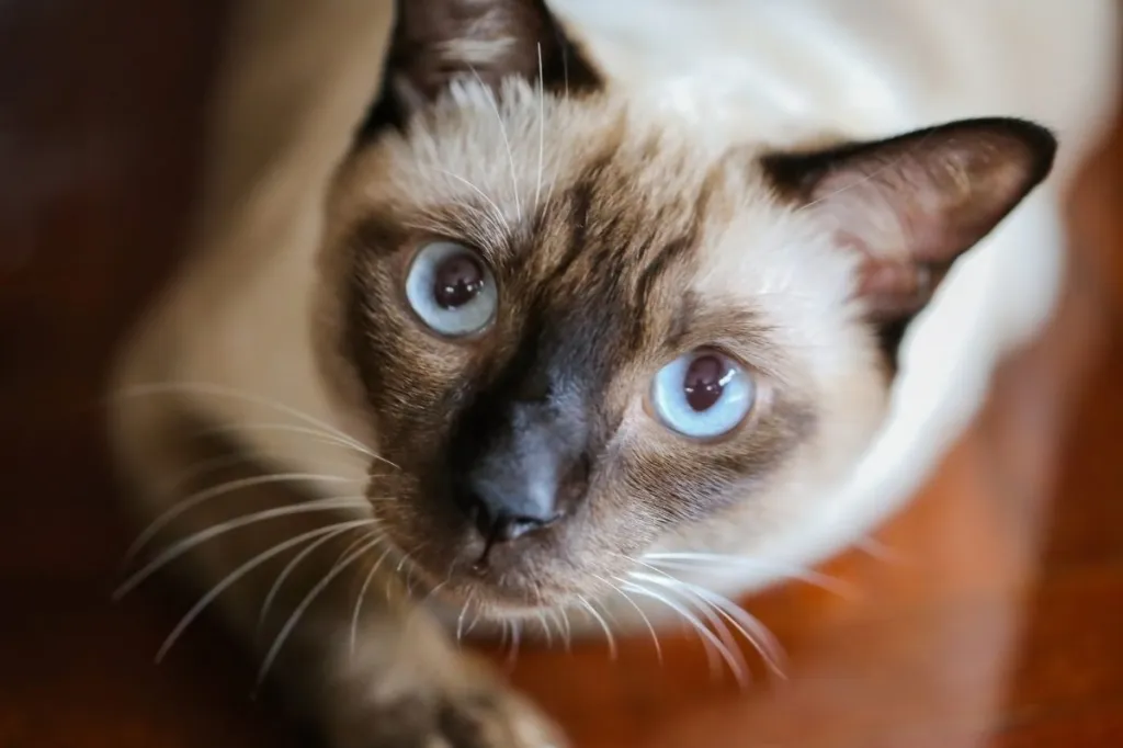 A Thai cat, or old-style Siamese, looking into the camera with bright blue eyes.