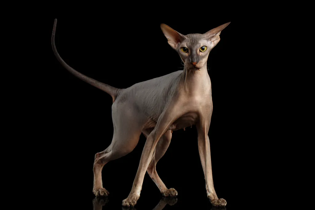 A Peterbald cat against a black background.