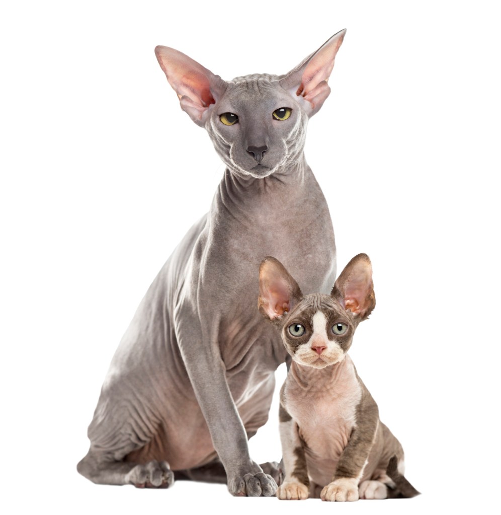 Two Peterbald cats isolated on a white background. 