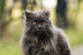 A smoke-colored Chantilly-Tiffany cat outdoors on a windy day