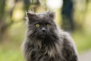 A smoke-colored Chantilly-Tiffany cat outdoors on a windy day