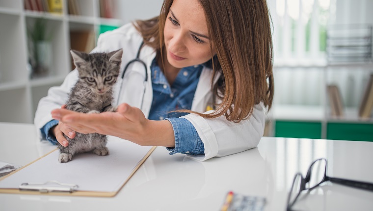Veterinarian examining a kitten in animal hospital