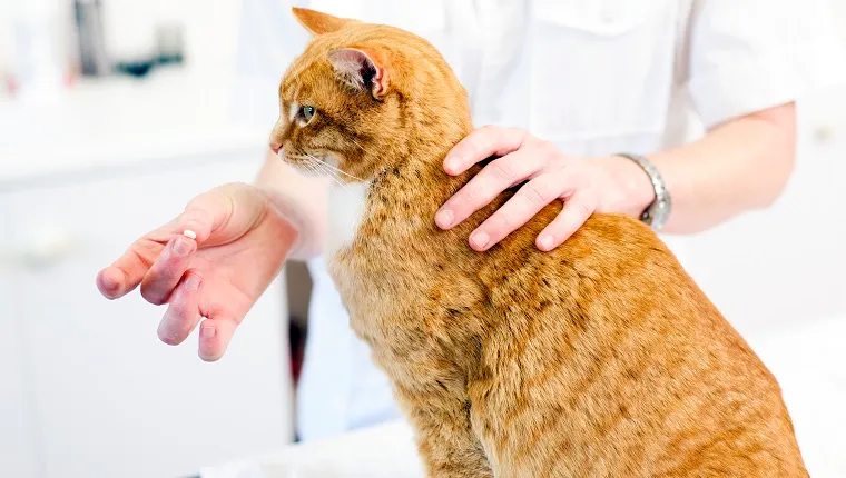 Veterinarian getting ready to feed a cat a pill