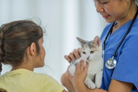 A unrecognizable young girl of elementary age and a veterinarian is petting a white cat. The vet is wearing a stethoscope and blue scrubs inside a veterinarian clinic.