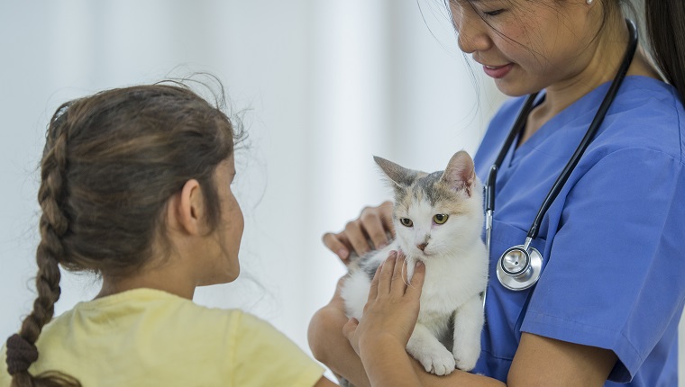A unrecognizable young girl of elementary age and a veterinarian is petting a white cat. The vet is wearing a stethoscope and blue scrubs inside a veterinarian clinic.