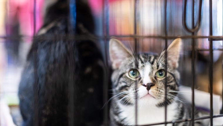 Closeup of two tabby and black young cats, kitten in a cage waiting for adoption in shelter