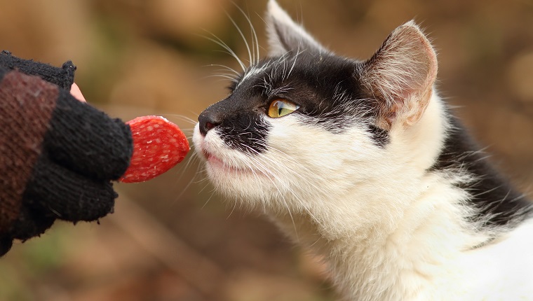 Do cats eat clearance sausage