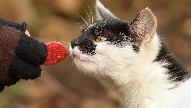 cute cat eating slice of salami from hand