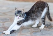 Cute cyprus black and white cat with green eyes on the street in summer, stretching and looking towards camera