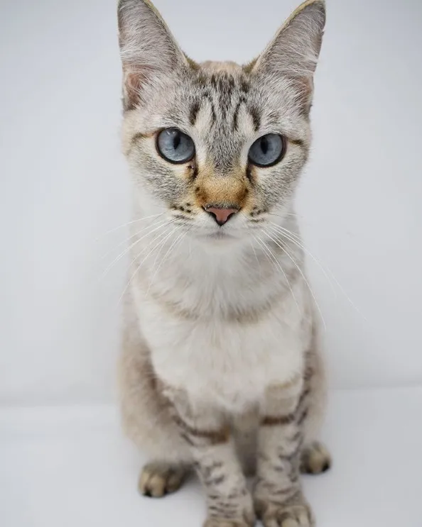 desert lynx cat