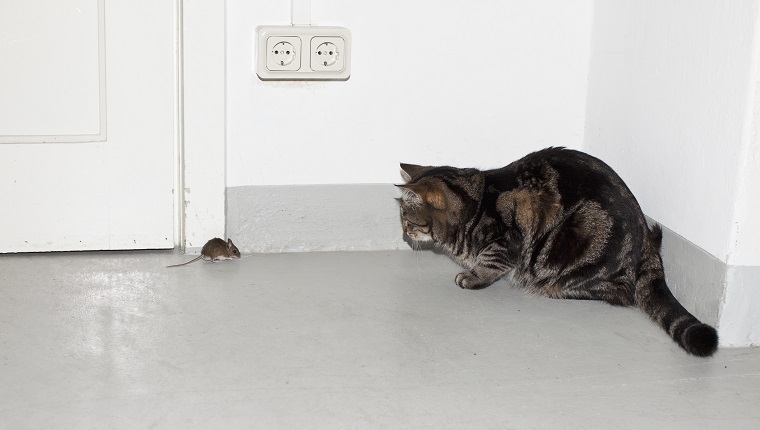 A cat and mouse facing each other
