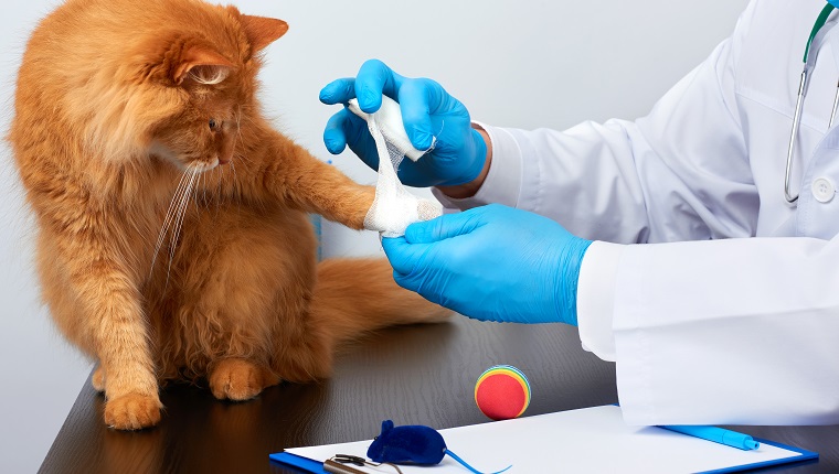 veterinarian man in a white medical coat and blue sterile gloves sits at a table and bandaging his paw to an adult fluffy red cat, vet workplace, white background