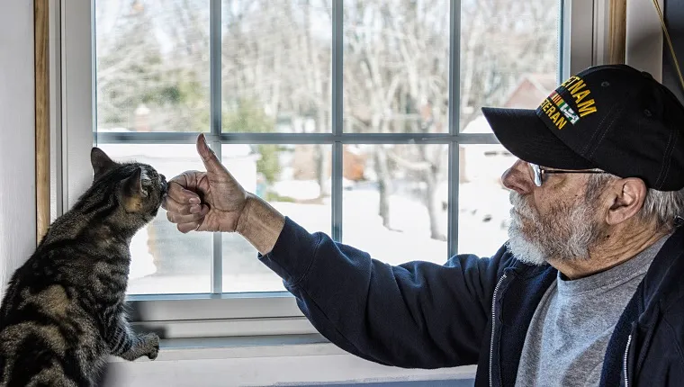 A real person 67 year old United States Navy Vietnam War military veteran is playing with and talking to his pet striped domestic tabby cat who is balanced on a bedroom window sill.