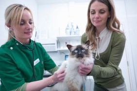 Vet examining cat in veterinary consulting room with cat's owner
