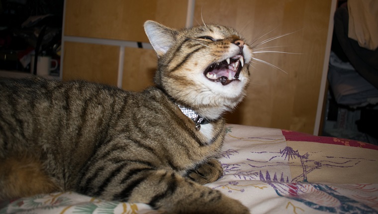 Why Is My Cat Sneezing A Lot What Should I Do CatTime