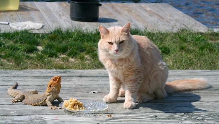 Cat and Bearded Dragon share a meal!