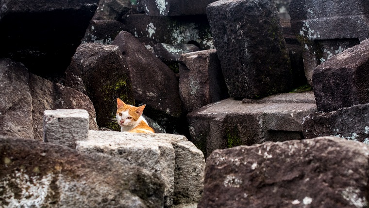 hungry wander cat was hunting among the stones which fell down during the last earthquake