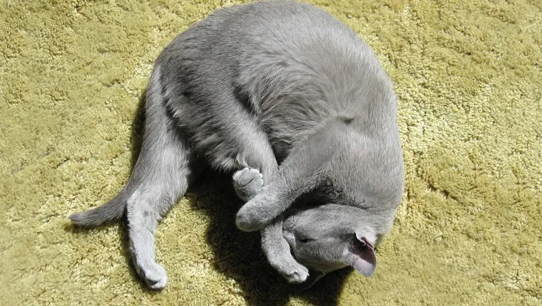 Directly Above Shot Of Gray Cat Sleeping On Rug At Home