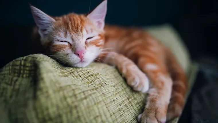 Do Cats Dream? What Do They Dream About? - CatTime