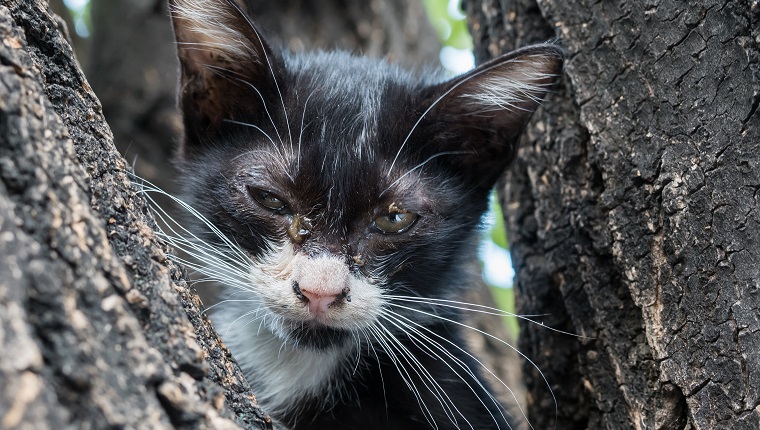 Little afraid, dirty discharged eyes black and white kitten on tree, selective focus on its eye