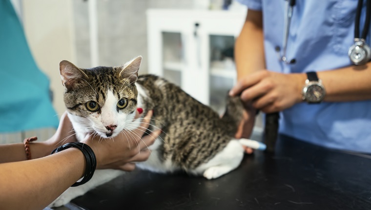 Domestic cat at veterinarian office