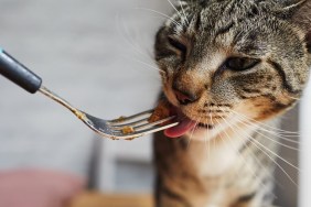 Close up of a cat eating cat food from a fork
