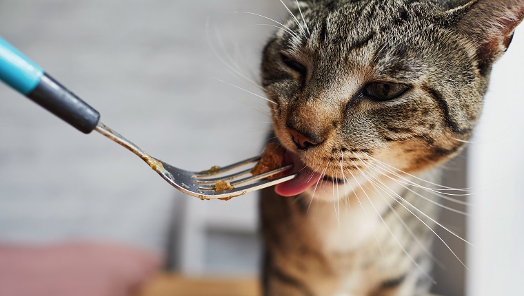 Close up of a cat eating cat food from a fork
