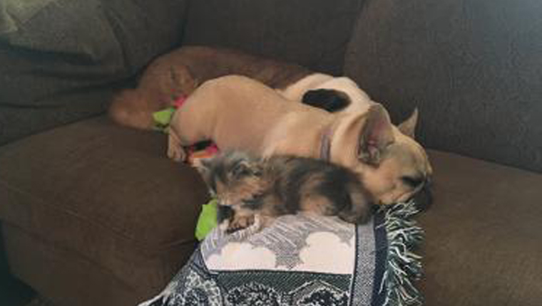 kitten lying down with dog
