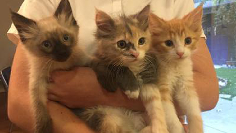 human holding three kittens
