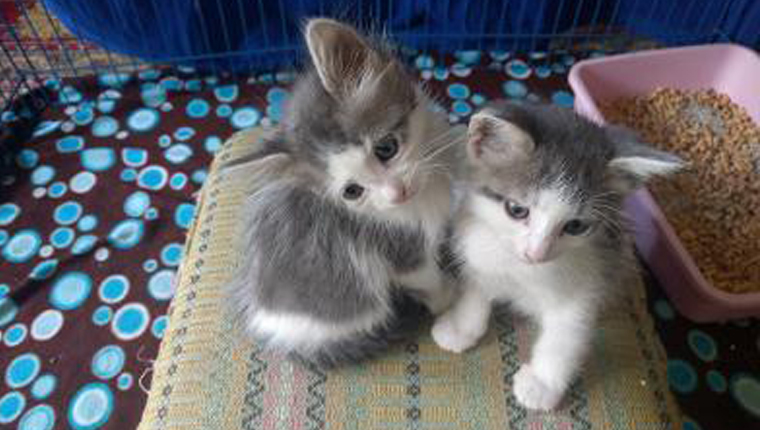 two kittens in their crate