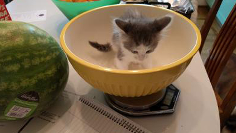 kitten in a bowl on a scale