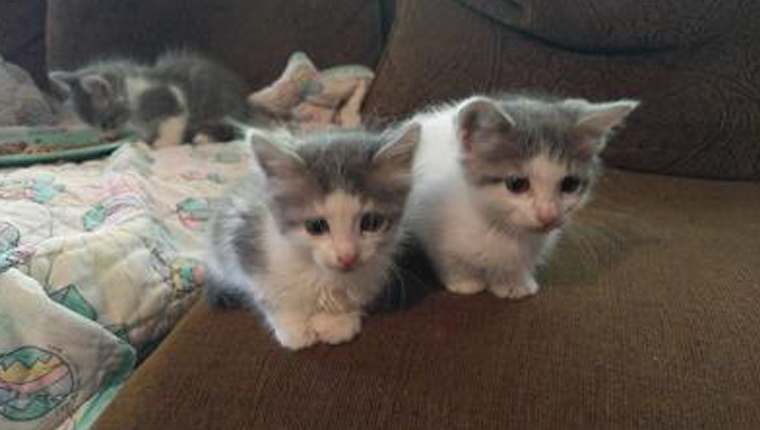 three kittens on a couch