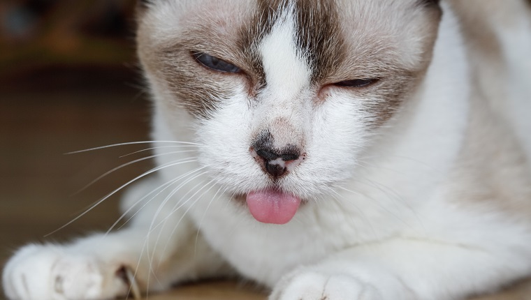 Stomatitis In Cats Symptoms Causes Treatments CatTime