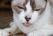 Cat tongue hanging out ,Signs of dental disease , toothache, chronic ulcerative paradental stomatitis (CUPS).