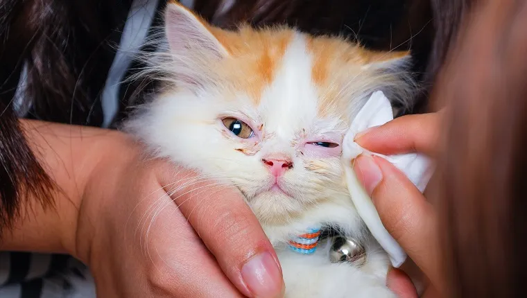 Young Persian cat is getting its eye wiped
