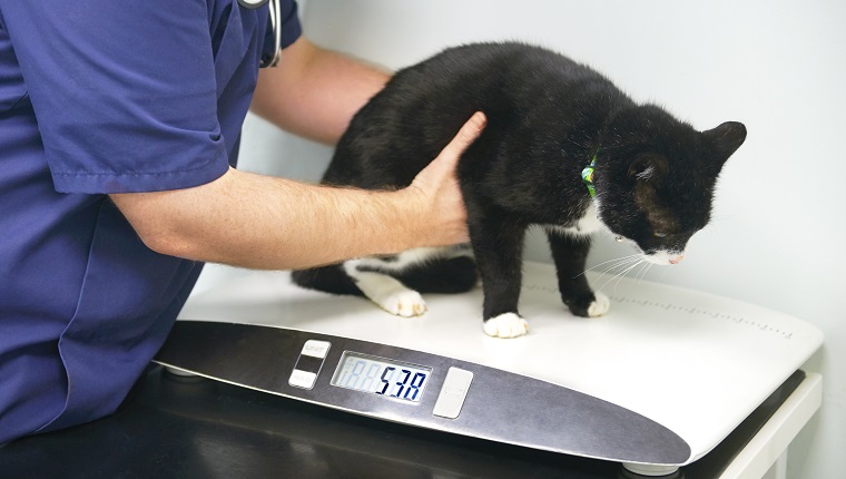 Veterinary surgery, checking weight of overweight cat