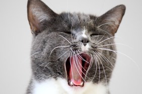 Handsome male grey and white cat yawning